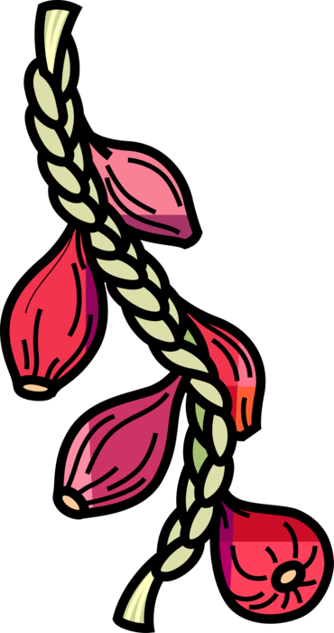 Vector Illustration of Red Onion String Bulb Vegetable