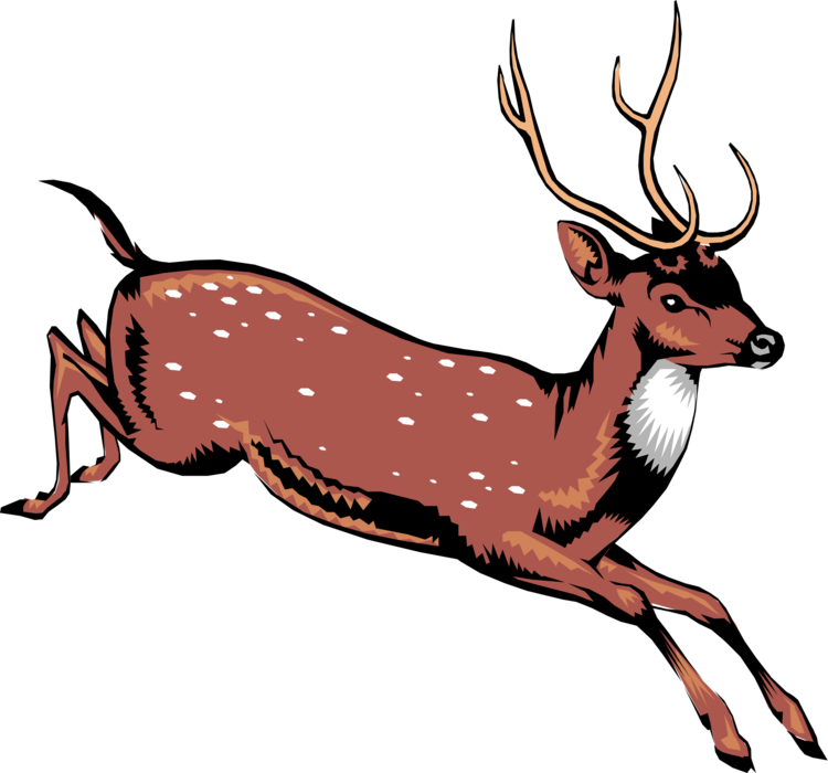 Vector Illustration of Ruminant Mammal White-Tailed Deer Jumping