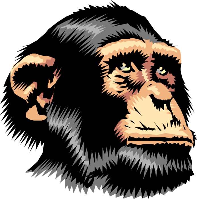 Chimpanzee