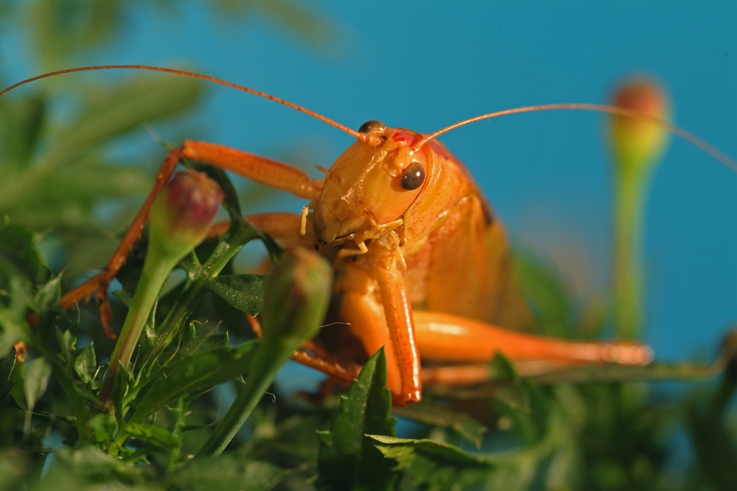 Grasshopper Close-Up on Plant