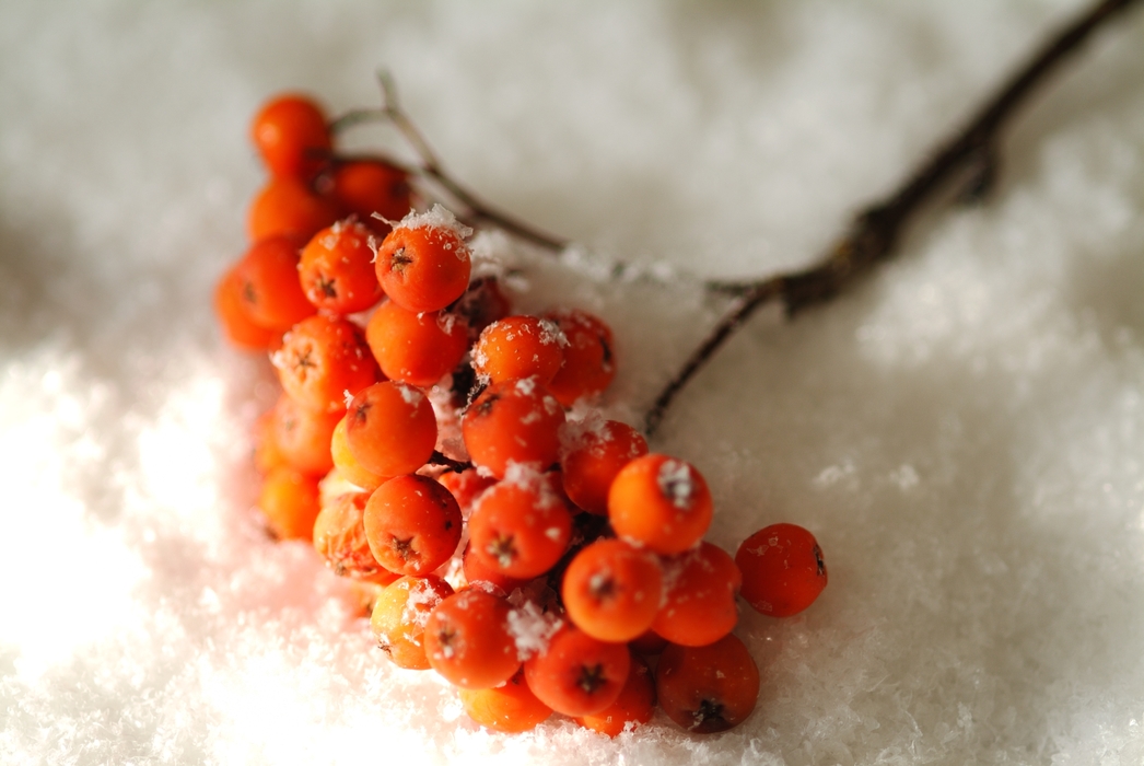 Christmas Ornaments: Red Berries in the Snow