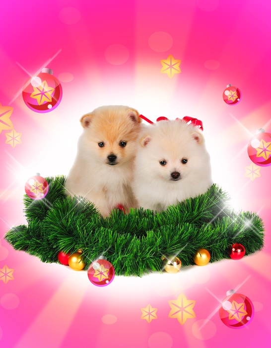 Cute Doggies in a nest of pine needles