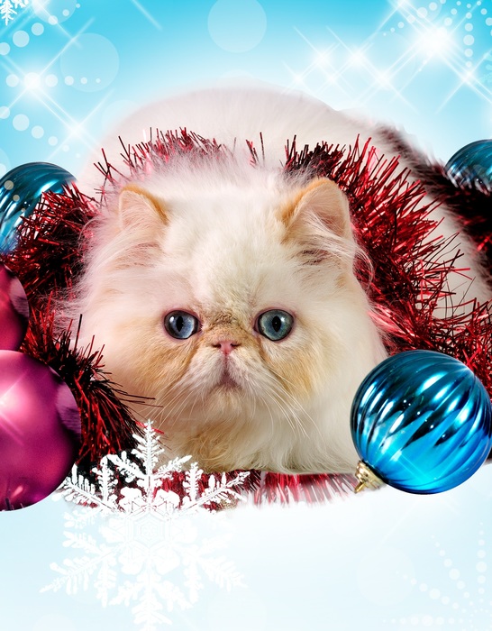 Christmas cat with ornaments