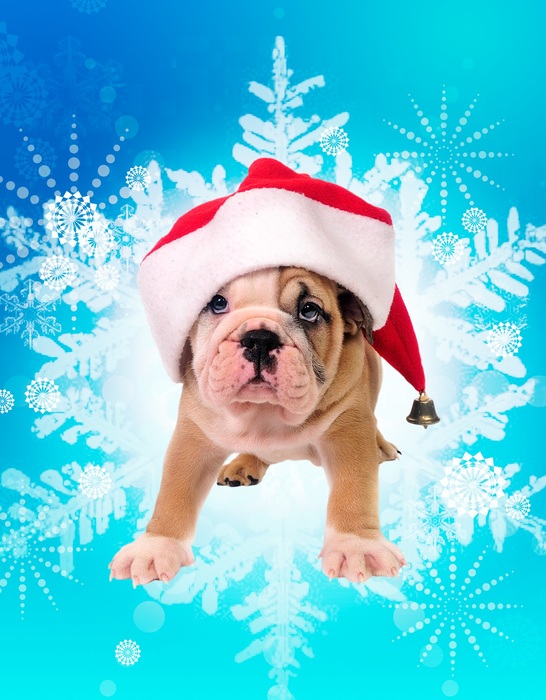 Puppy with Santa hat on blue background with snowflakes